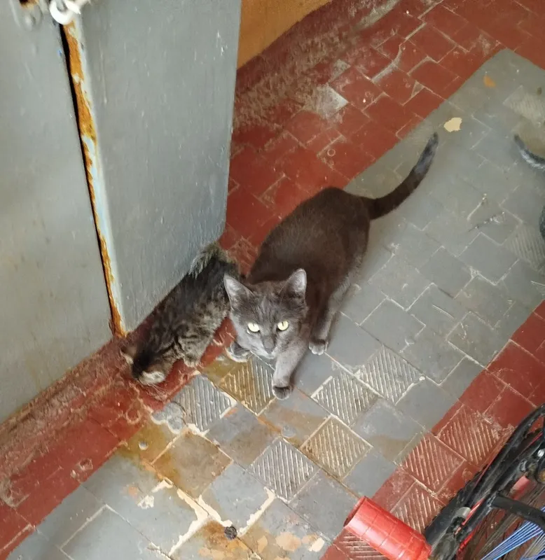 Кошка серого окраса,с котятами.Бывшедомашняя кошка и ее 3 котят