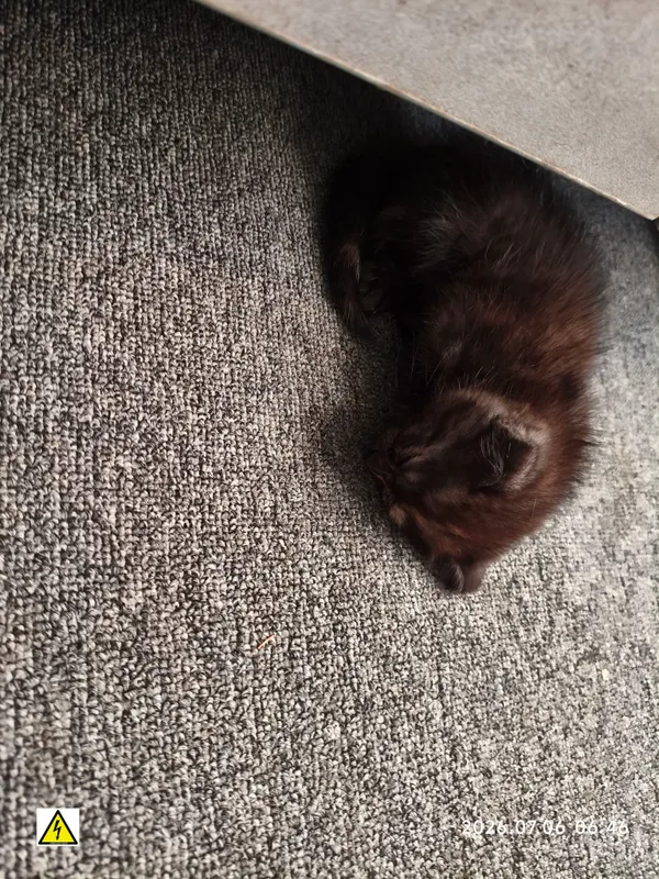 Кошка с котятами отдается в дар 3