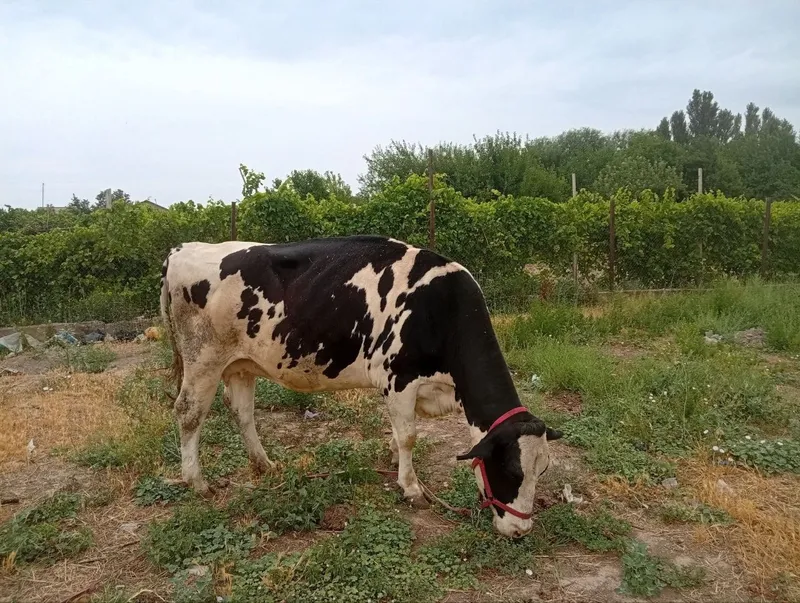 Sigir sotiladi ! 1