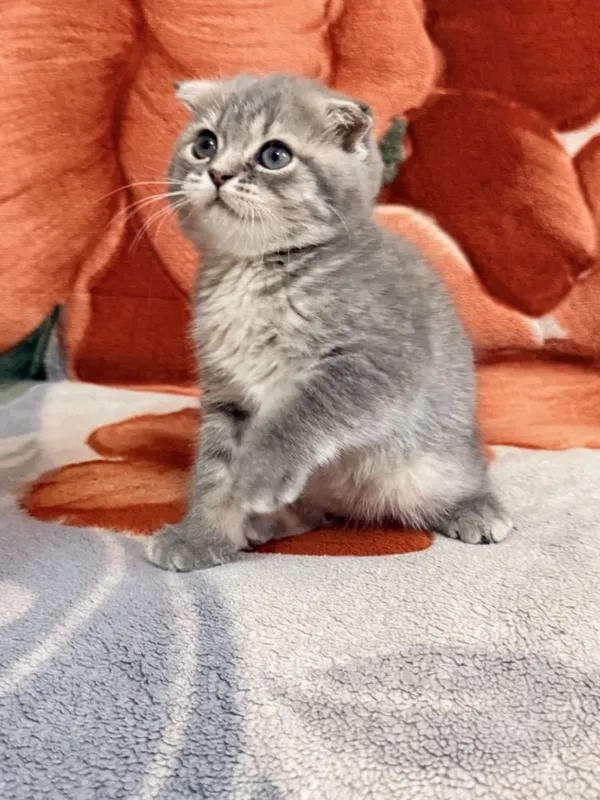 Веслоухая шотландская кошечка 3 Веслоухая шотландская кошечка 3