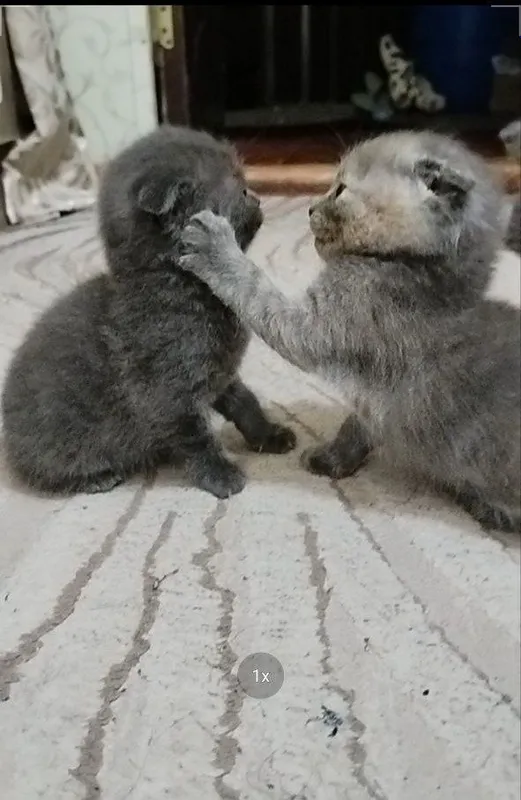Scottish fold — фото 4 Scottish fold — фото 4