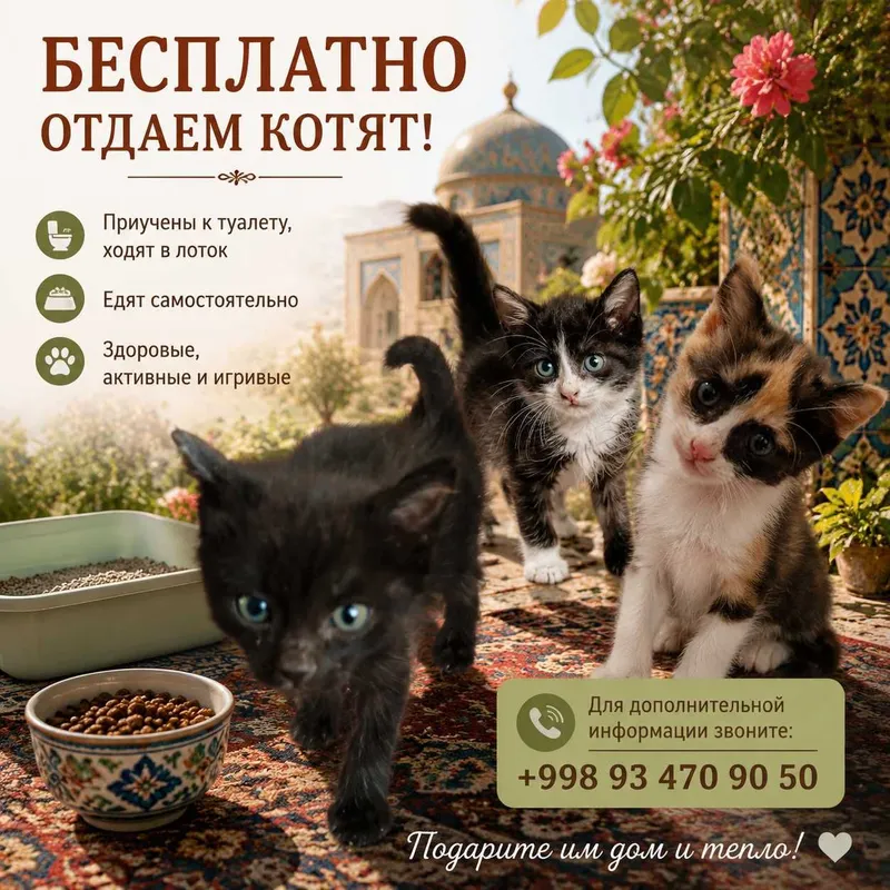Бесплатно отдаем котят. Бесплатно отдаем котят.