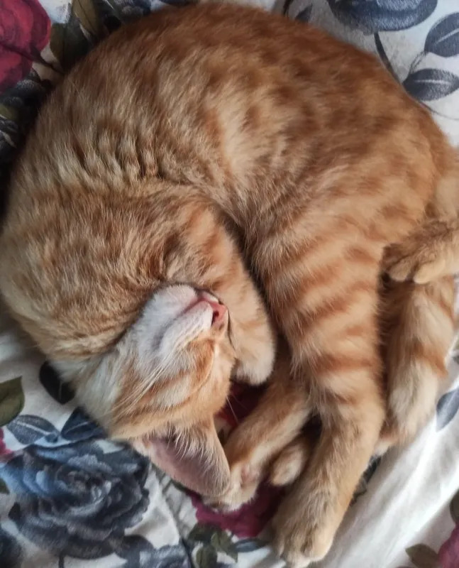 Отдам котёнок Фея 3