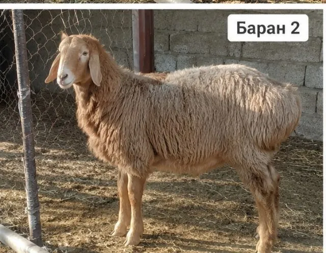 Продается племенной баран