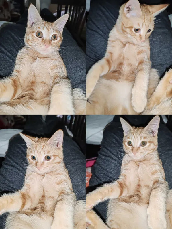 Котенок 5мес домашний