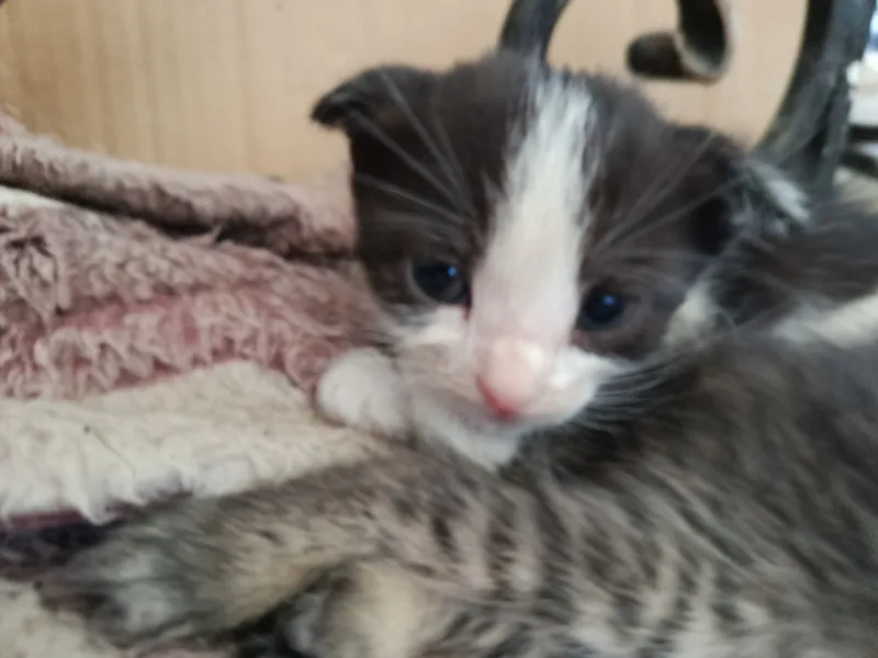 Котенок ищет своего дома 2