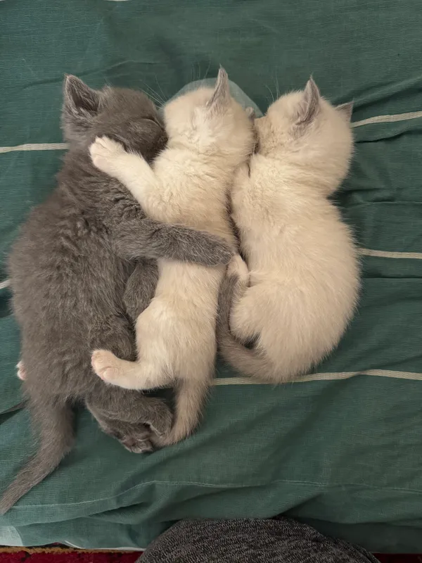 Продаются котята. 2