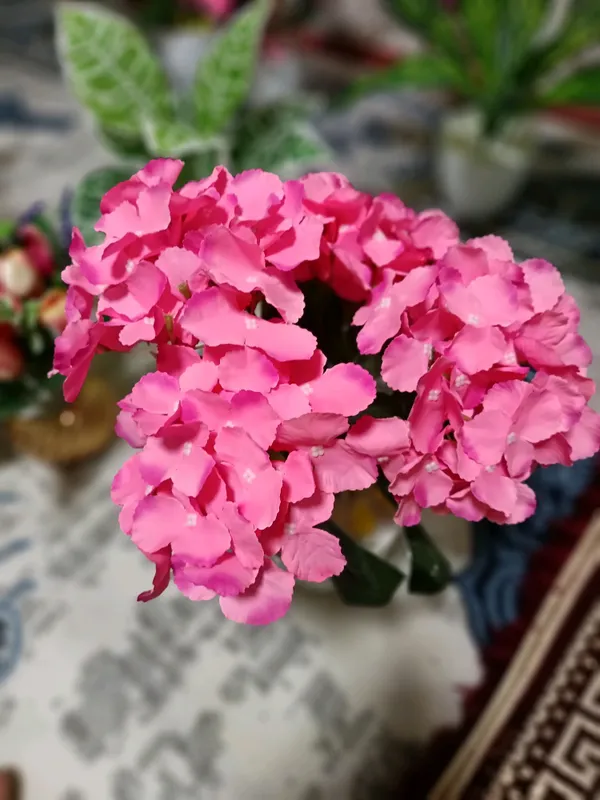 Beauty_Flower 1