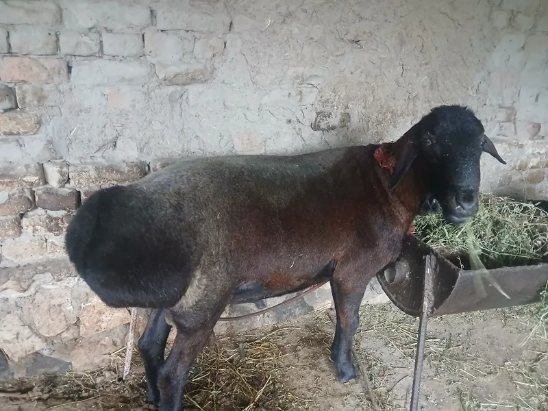 Qora qõchqor sotiladi