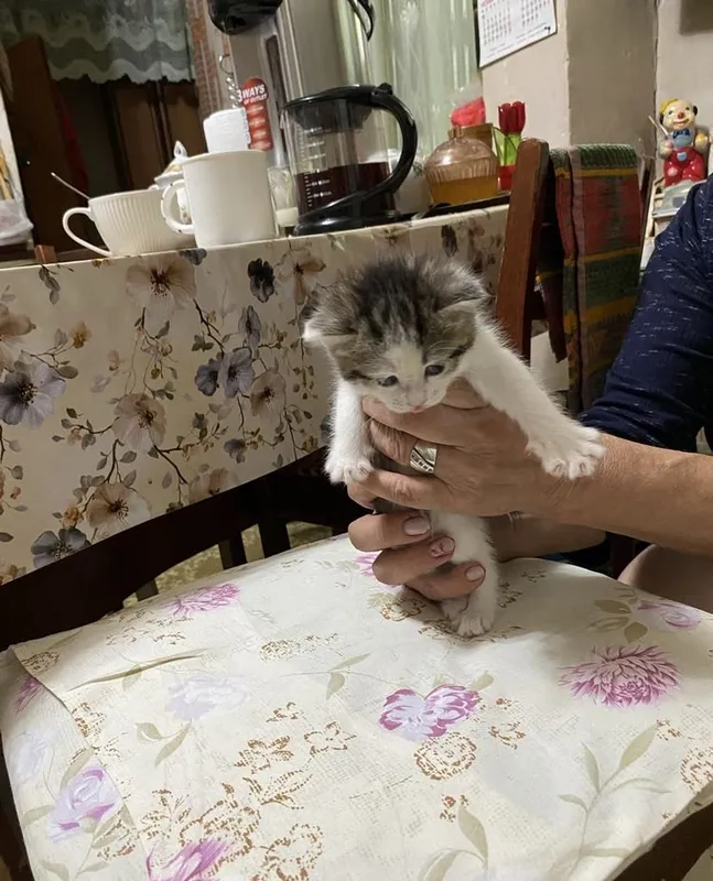 Котята Страйк Висло ушки смешиные 4