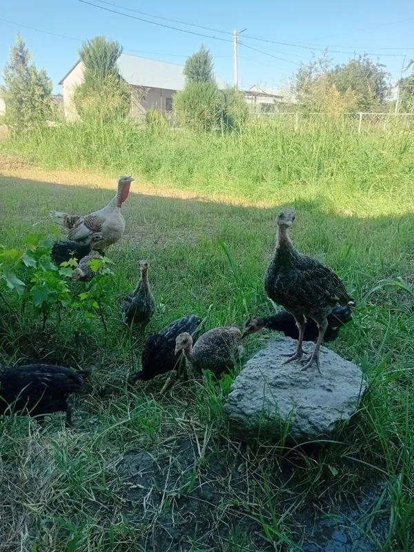 Juda bolasiga mexribon ona kurka bor. 4