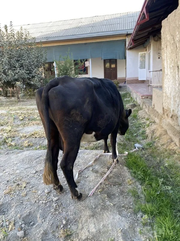 Sigir bo'g'oz sotiladi 2 Sigir bo'g'oz sotiladi 2
