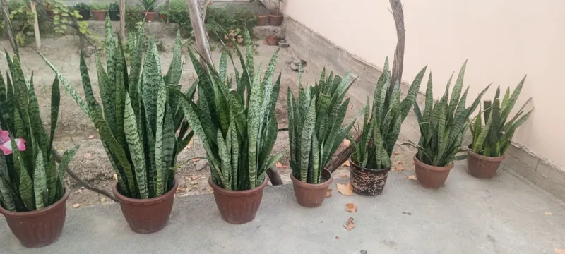 gullar sotiladi xonaki 2 gullar sotiladi xonaki 2