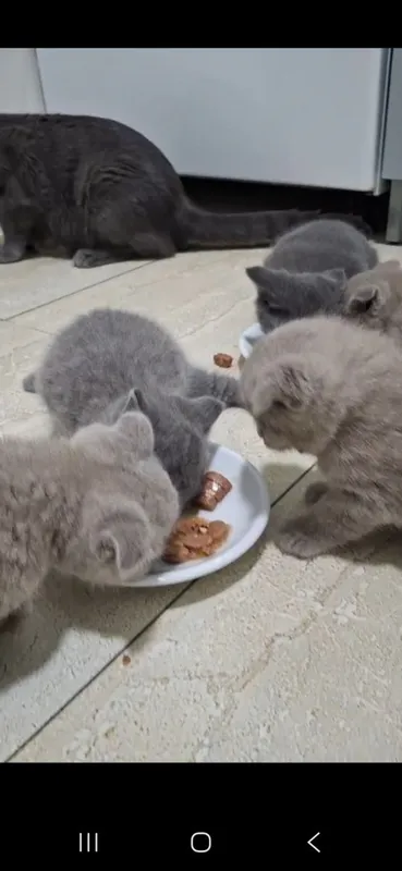 Продаются котята породестые. — фото 5