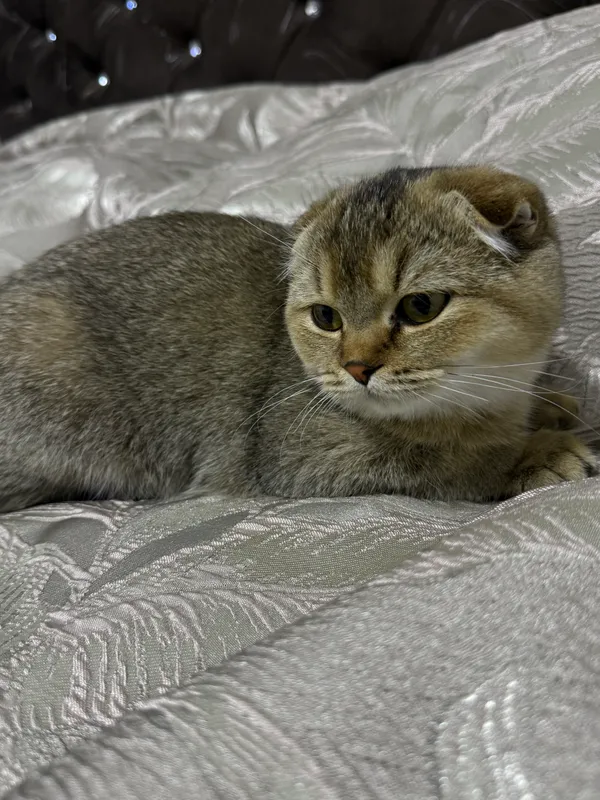 Scottish fold, 5 oylik, qiz bola 3 Scottish fold, 5 oylik, qiz bola 3