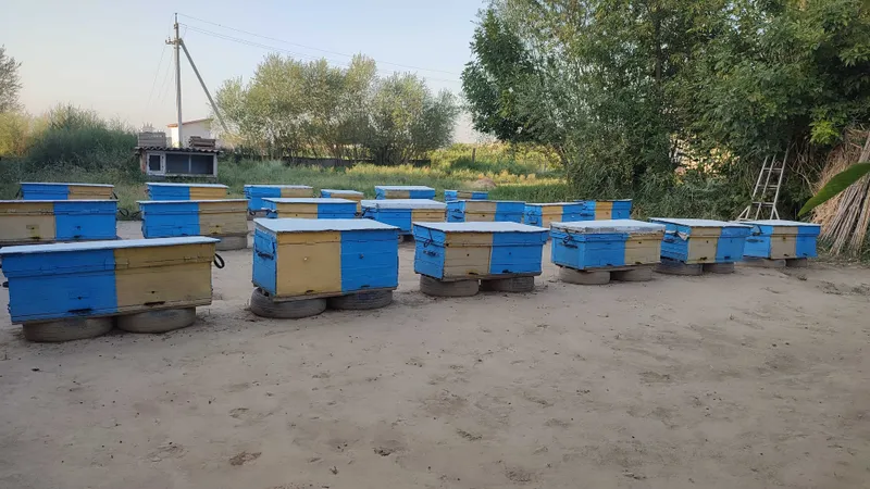 Asalari oilasi komplekt sotiladi 4