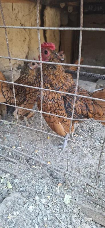 sbrayt zalatoy tuxumlariga zakaz olamiz
