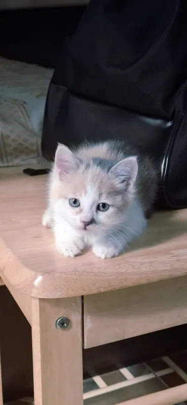 Отдам катёнка 2.5 месеца