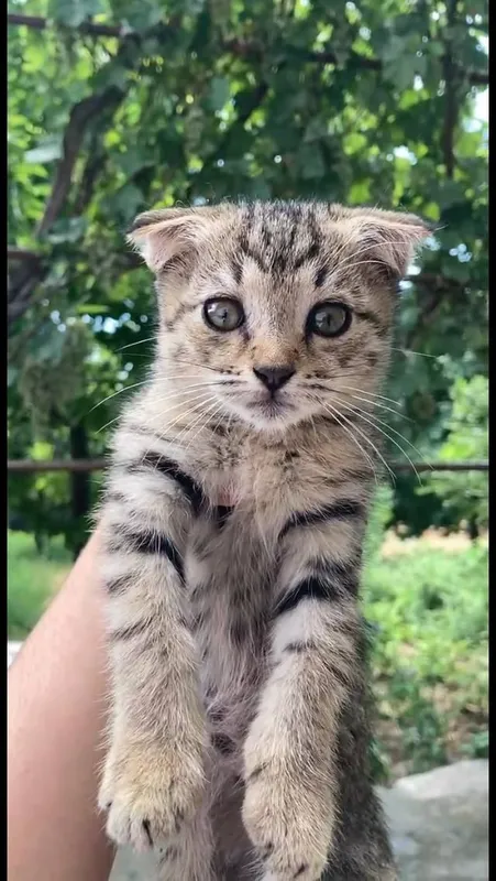 кошка 3