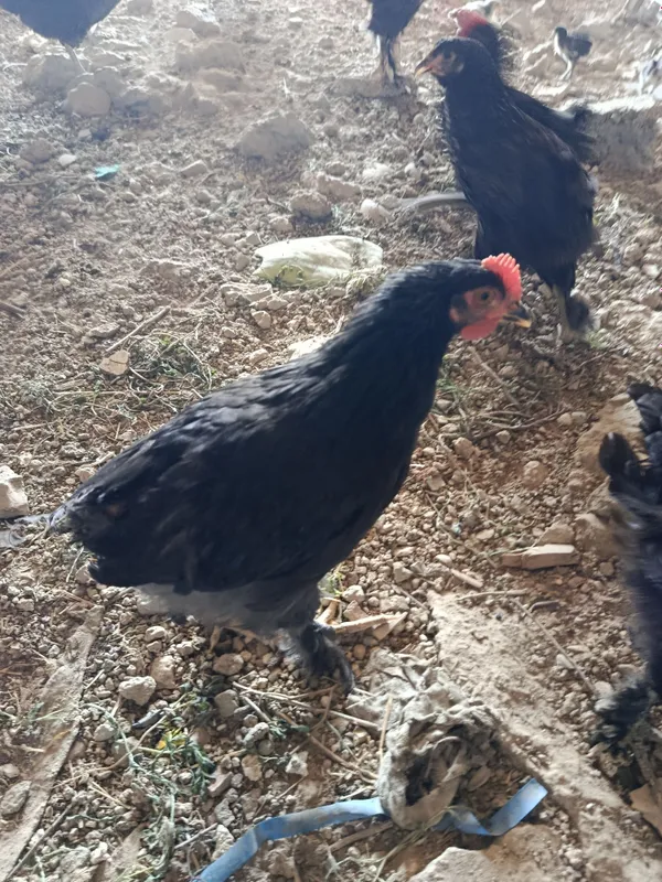Jojala 3 oylik sog'lom 3 Jojala 3 oylik sog'lom 3