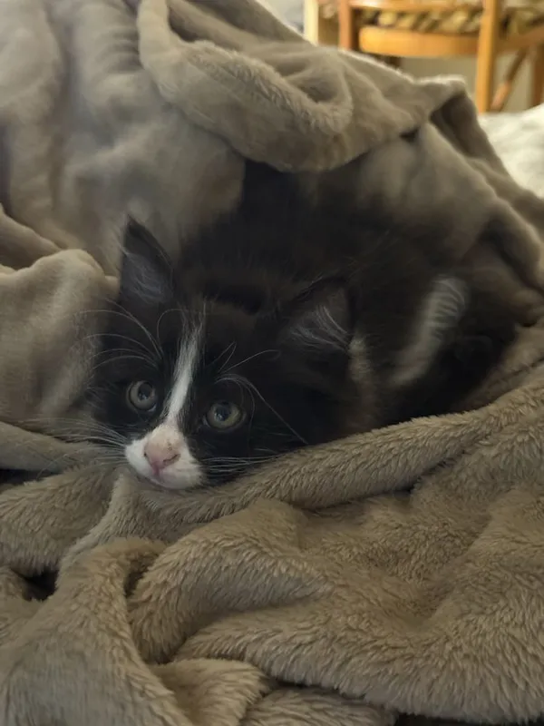 Котята в добрые руки — фото 6
