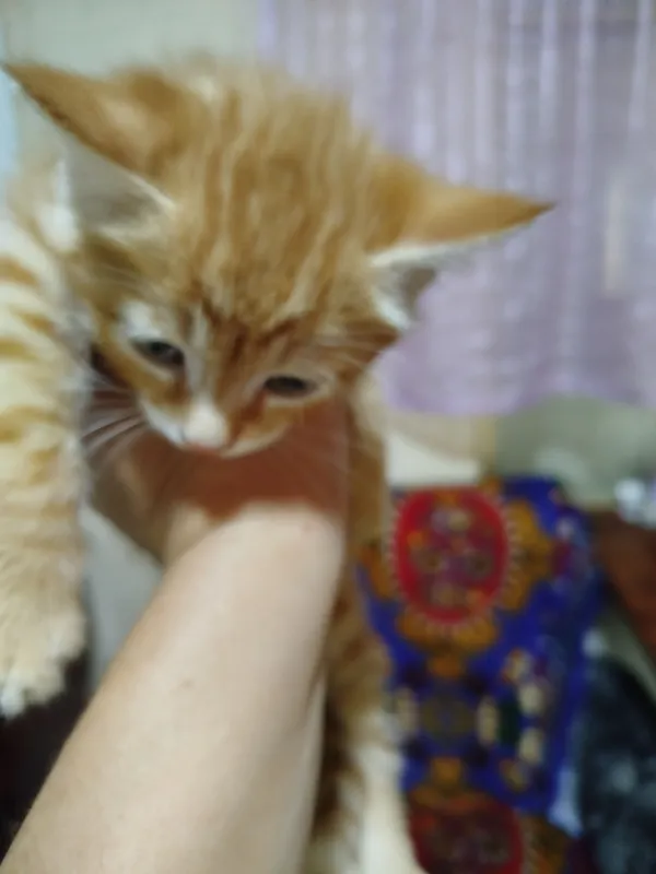 продаются котята — фото 6 продаются котята — фото 6