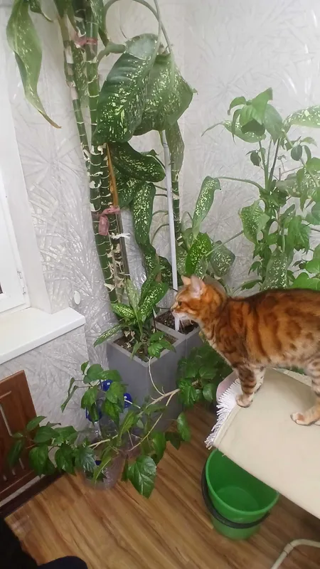 Растения для дома — фото 2
