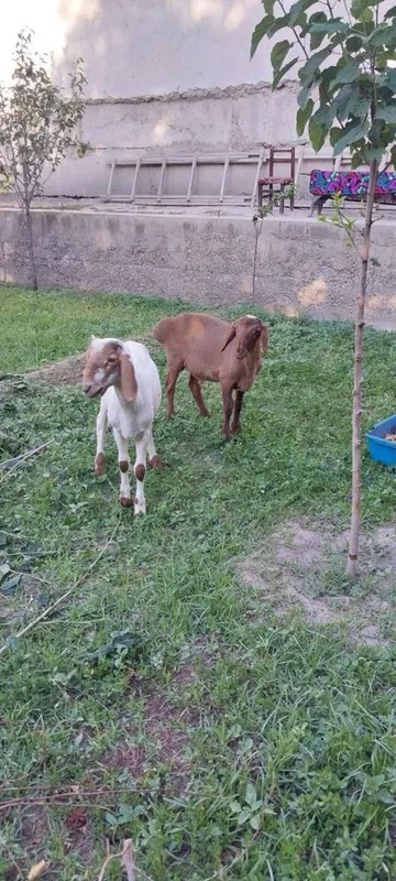 Кучкорчалар сотилади. 3