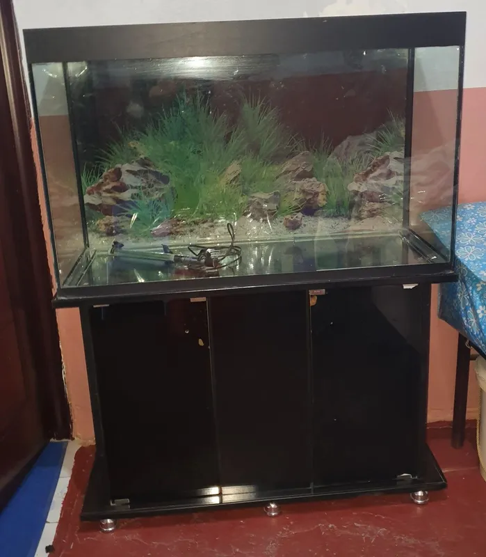Akvarium sotiladi. Algoritm 31 kvartalda. 1 Akvarium sotiladi. Algoritm 31 kvartalda. 1