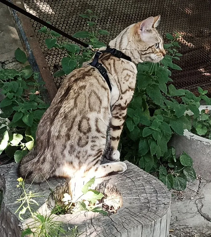редкий окрас снежный барс бенгальская кошка