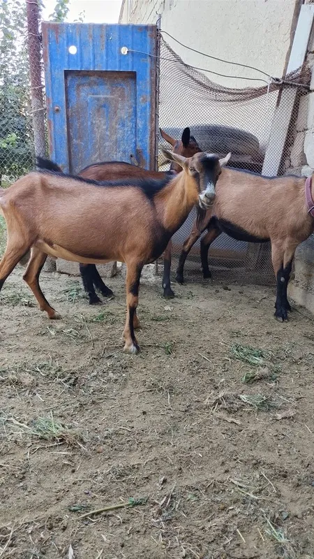 Зотдор така эчкиларни кочиришга 2