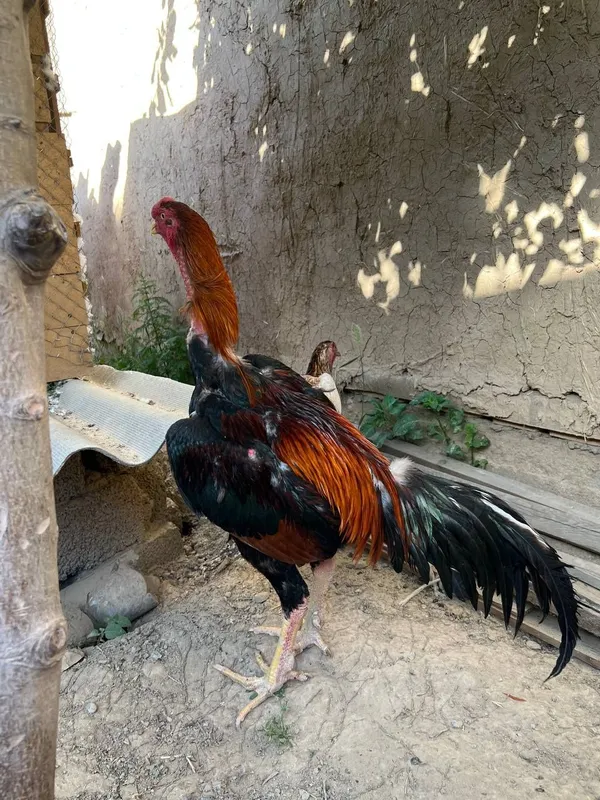 Xoʻroz va tovuq sotiladi