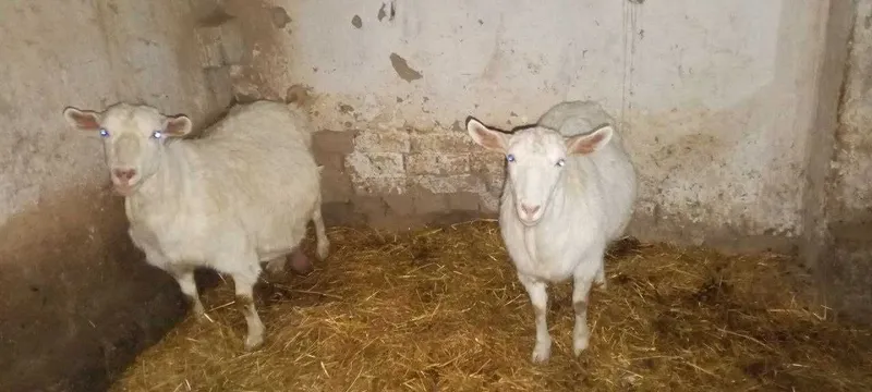 Чет элдан келтирилган ноёб эчкилар