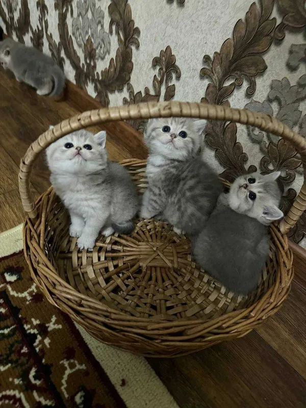 Продаётся породистые котята — фото 2