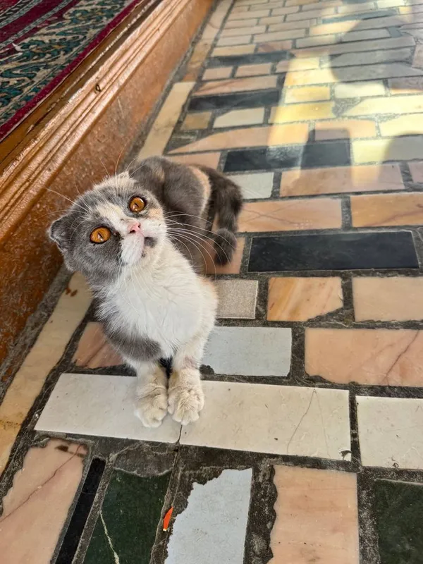 Кошка, отдам в добрые руки 1 Кошка, отдам в добрые руки 1