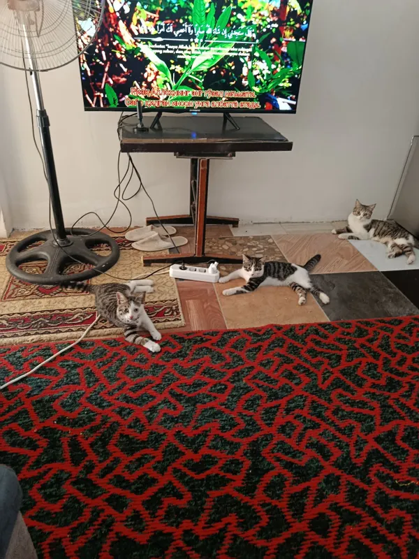 Mushuklar beriladi 2 Mushuklar beriladi 2