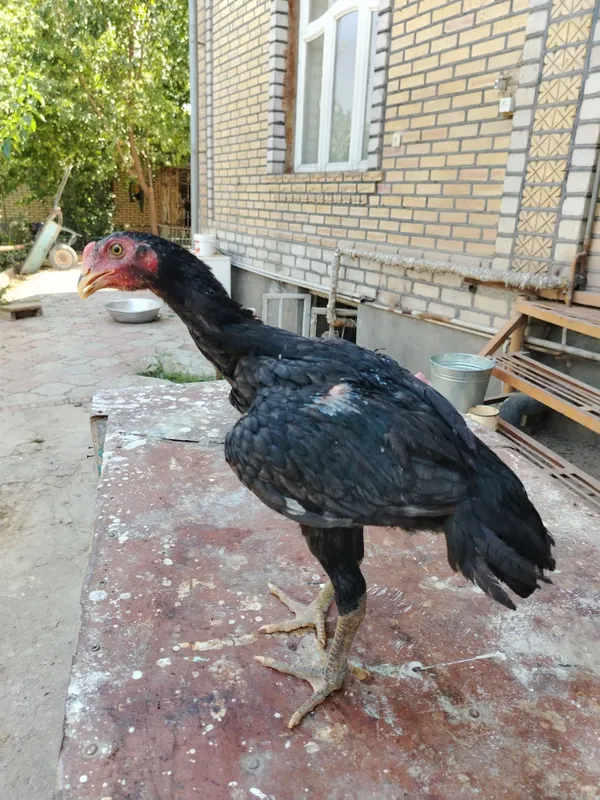 Dakan cuja sotiladi tozalari 6 Dakan cuja sotiladi tozalari 6