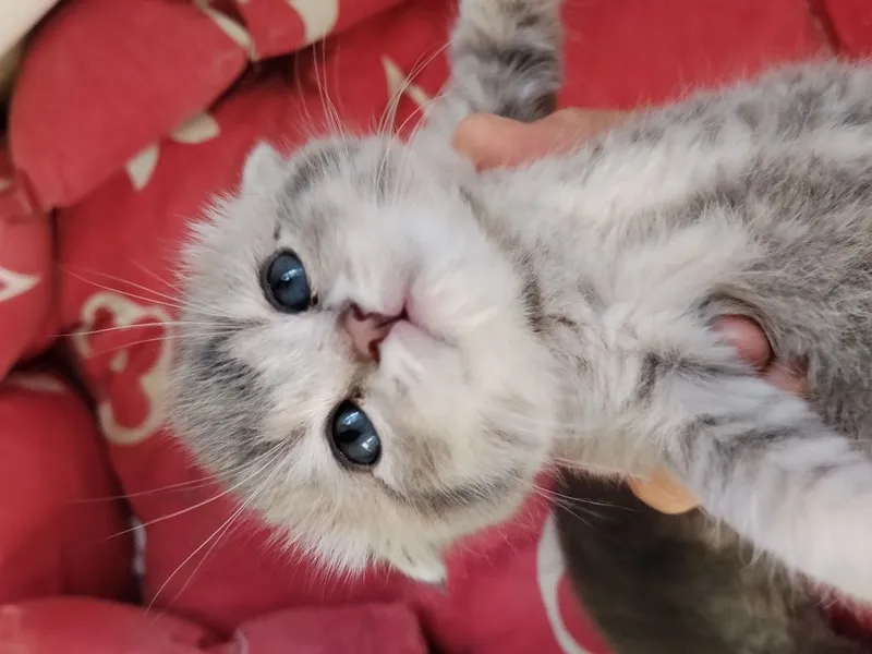 Срочно Продаётся котят — фото 3