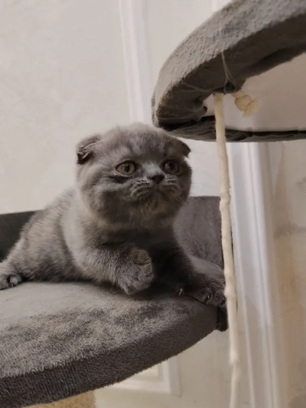 Котята домашние, британский и шотландская 1