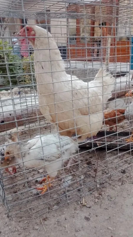 Bolali tovuq sotiadi