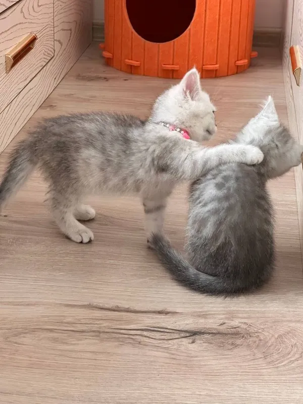 Продается котята породы шиншила 2