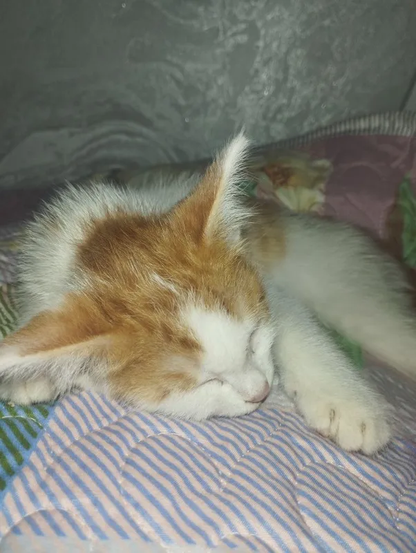 отдам даром котенка — фото 1