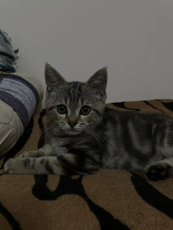 Шотландский прямоухий кот 1 Шотландский прямоухий кот 1