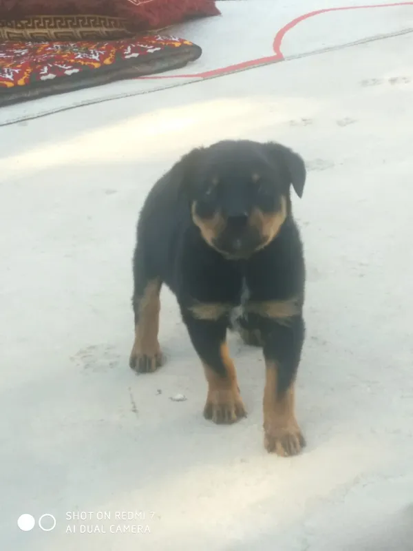Zotdor rotveyler kuchukchasi 2 Zotdor rotveyler kuchukchasi 2