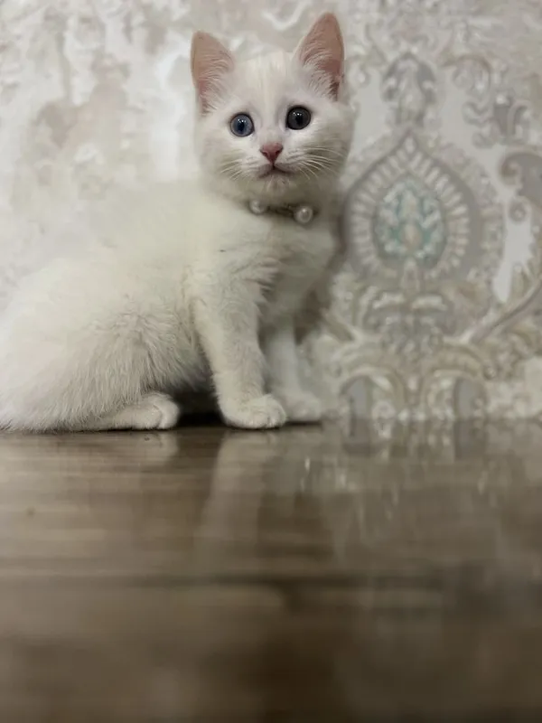 Zotle pishe boo Tureski Angora Ismi Sofi