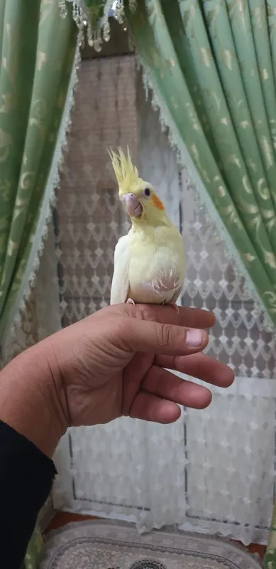 Karello ruchnoy 1 oylik 5 Karello ruchnoy 1 oylik 5