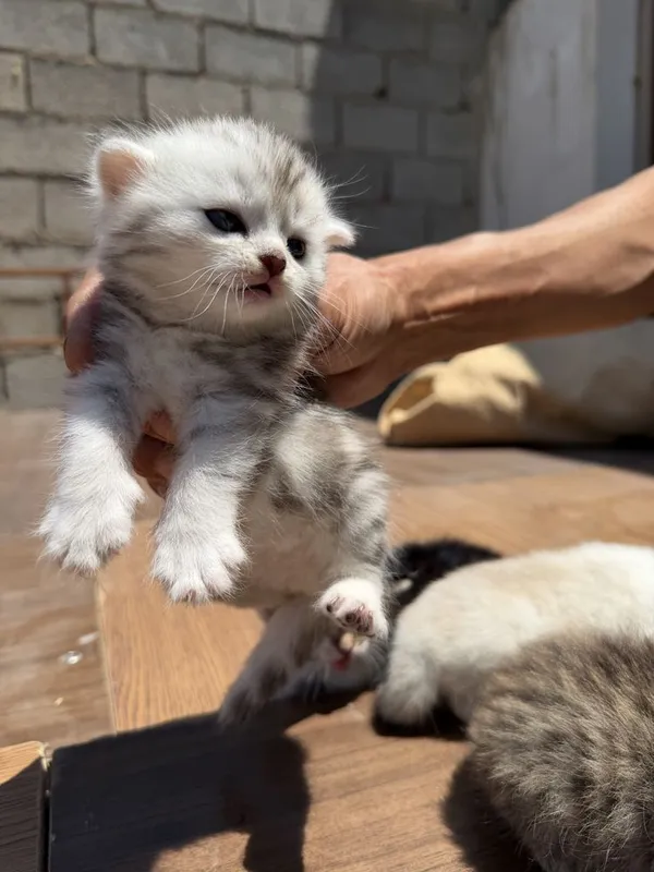 Scottish fold mushuklar sotiladi — фото 2