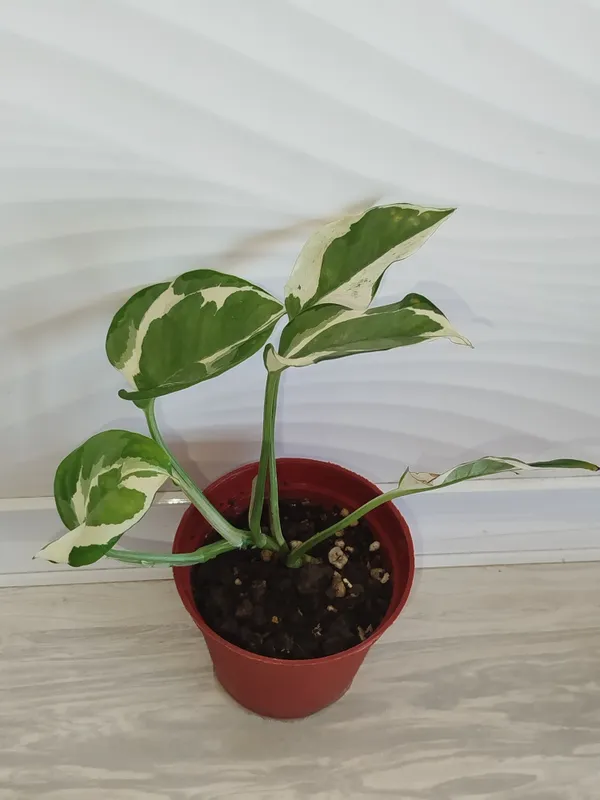Epipremnum Enjoy 3