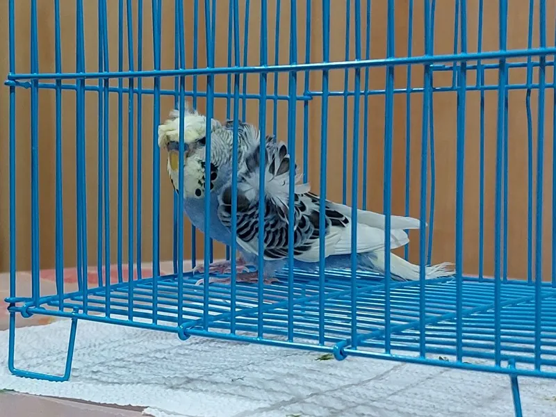 Продаётся Самец Фиолетовый Арлекин Волнистого Попугая Порода Бабочка 5 Продаётся Самец Фиолетовый Арлекин Волнистого Попугая Порода Бабочка 5