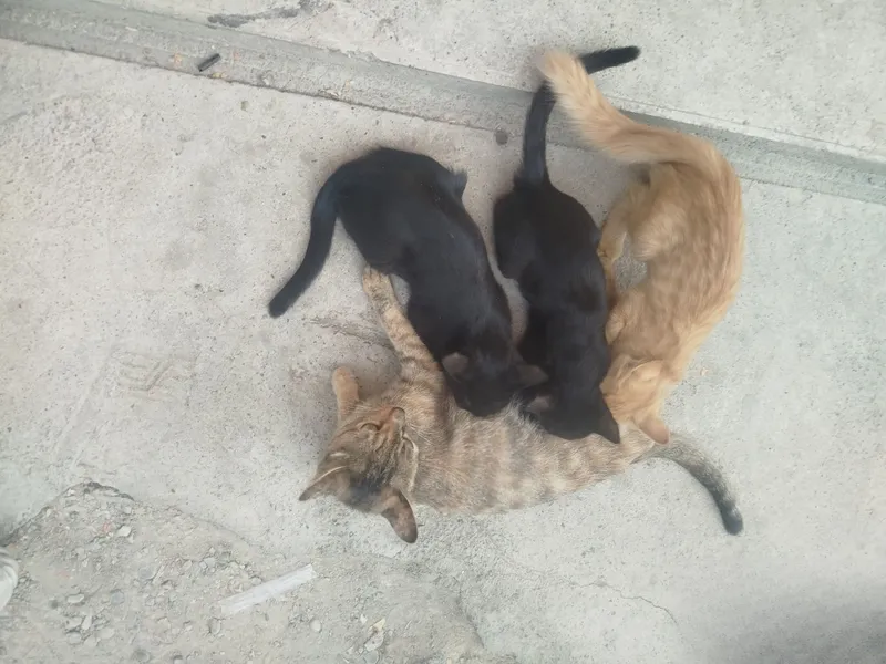 Продаются 3 котята, 6 Продаются 3 котята, 6